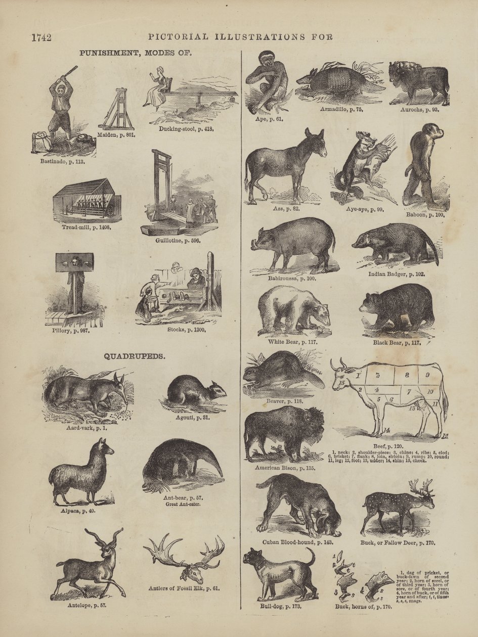 Seite aus Websters vollständigem Wörterbuch (George Bell) von American School