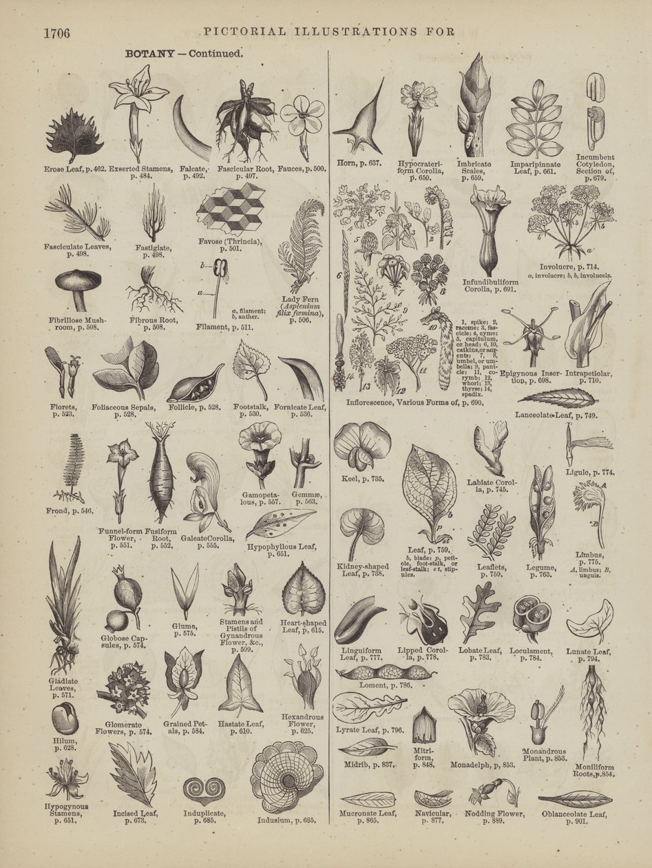 Seite aus Websters vollständigem Wörterbuch (George Bell) von American School