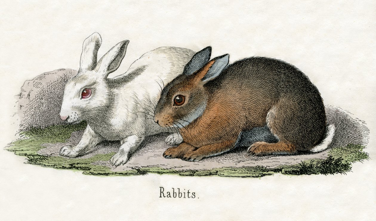 Kaninchen, aus The Natural History of Animals von American School