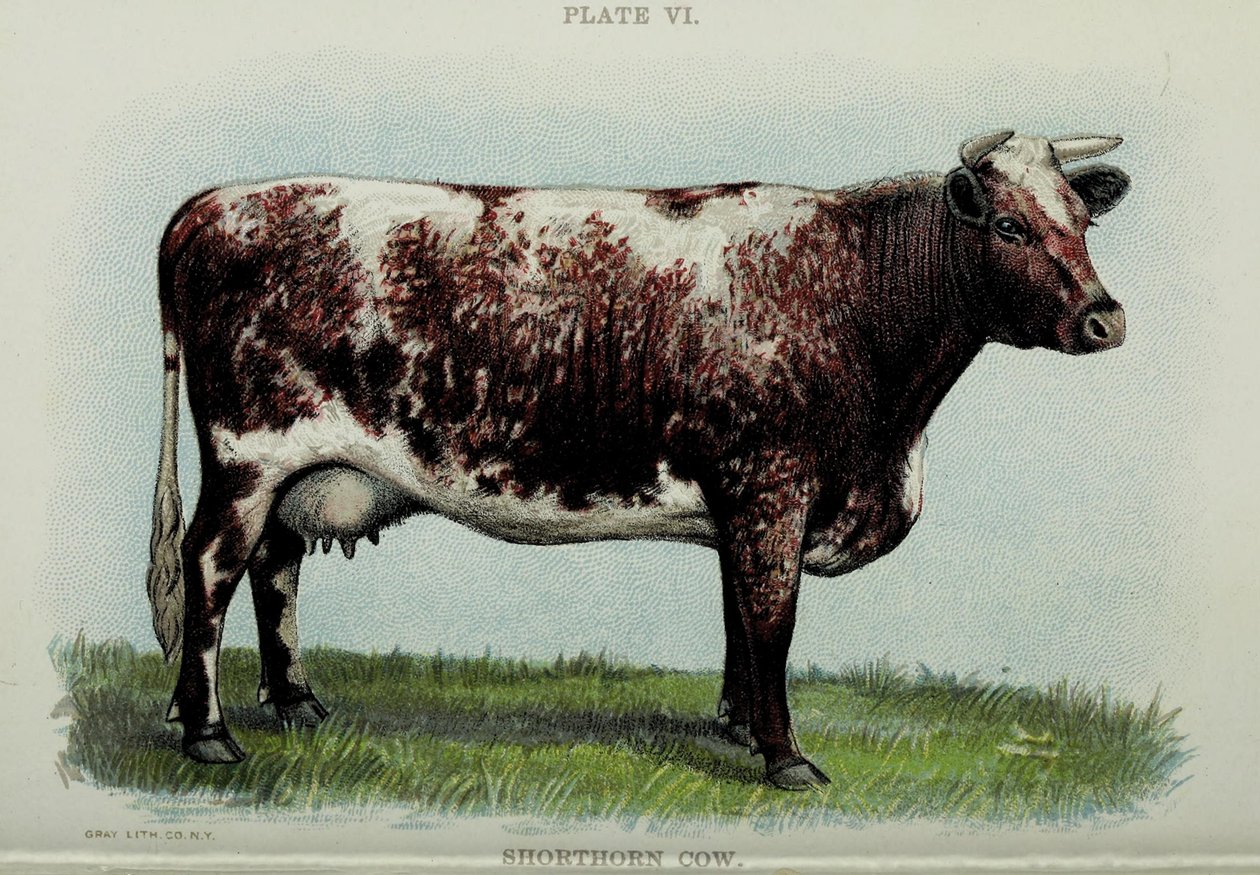 Shorthorn-Kuh, aus "Biggle Cow Book" von Jacob Biggle, 1898 von American School