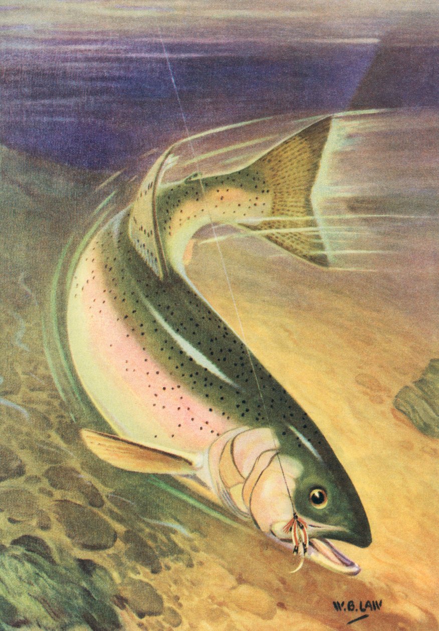 Sportfischen: Regenbogenforelle an der Leine von American School
