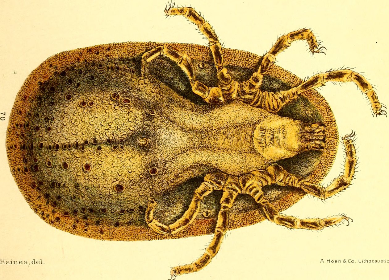 Bauchansicht von Argus Miniatus, Illustration aus 