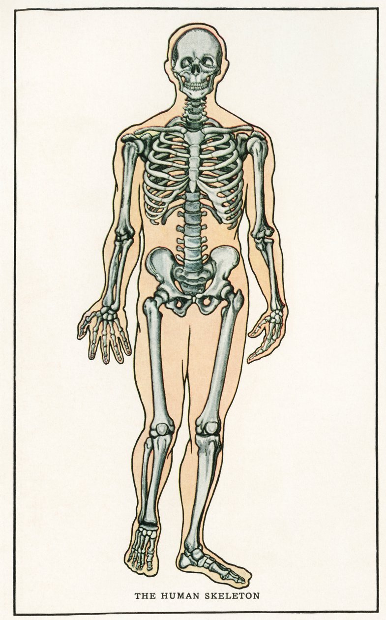 Vintage anatomischer Druck des menschlichen Skeletts von American School