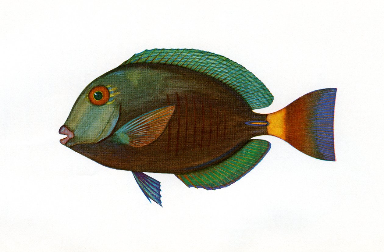 Vintage-Druck eines braunen Chirurgenfisches von American School