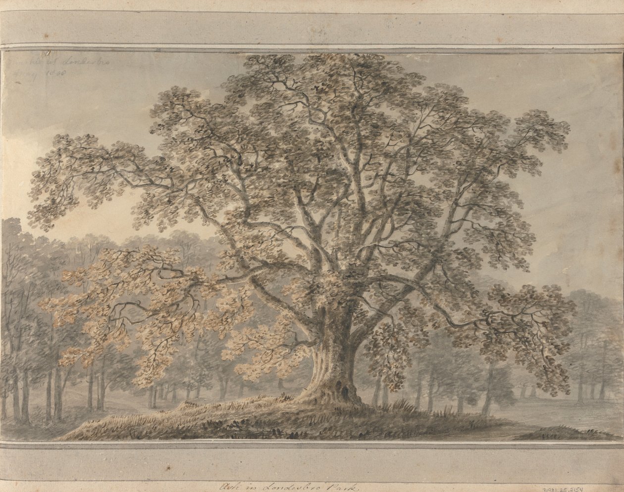Ansichten in England, Schottland und Wales: Esche im Londesbro Park, Mai 1800 von Amos Green