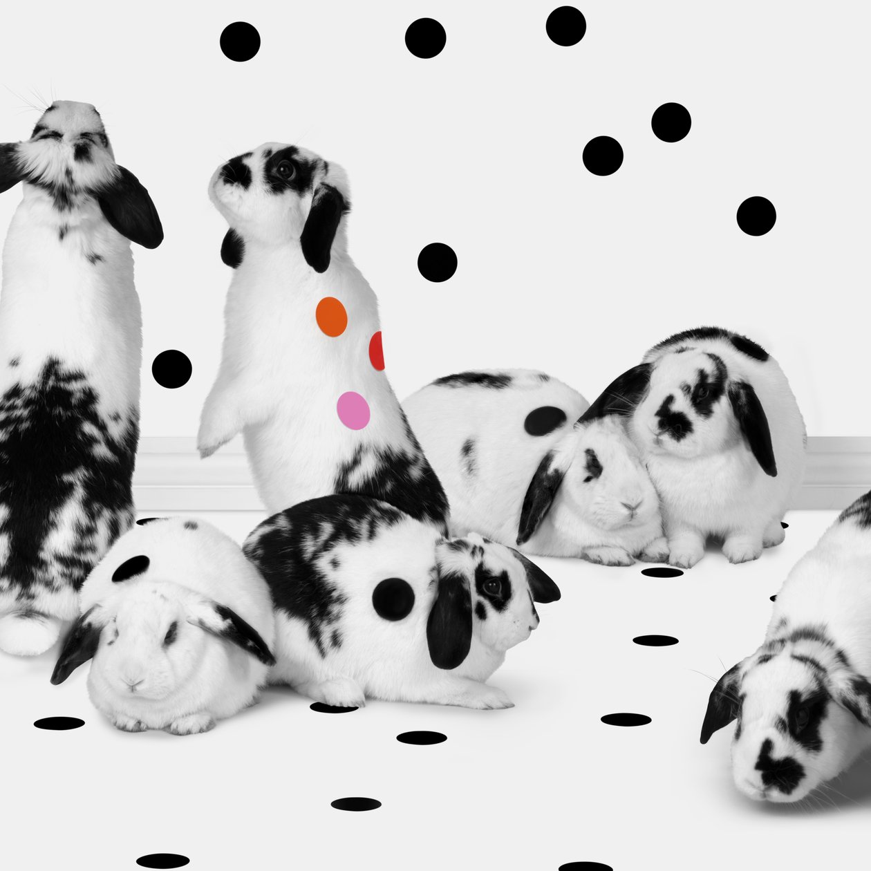 Bunnies 02, 2018 (Fotografie) von Ana Carolina Tavares Mizrahi