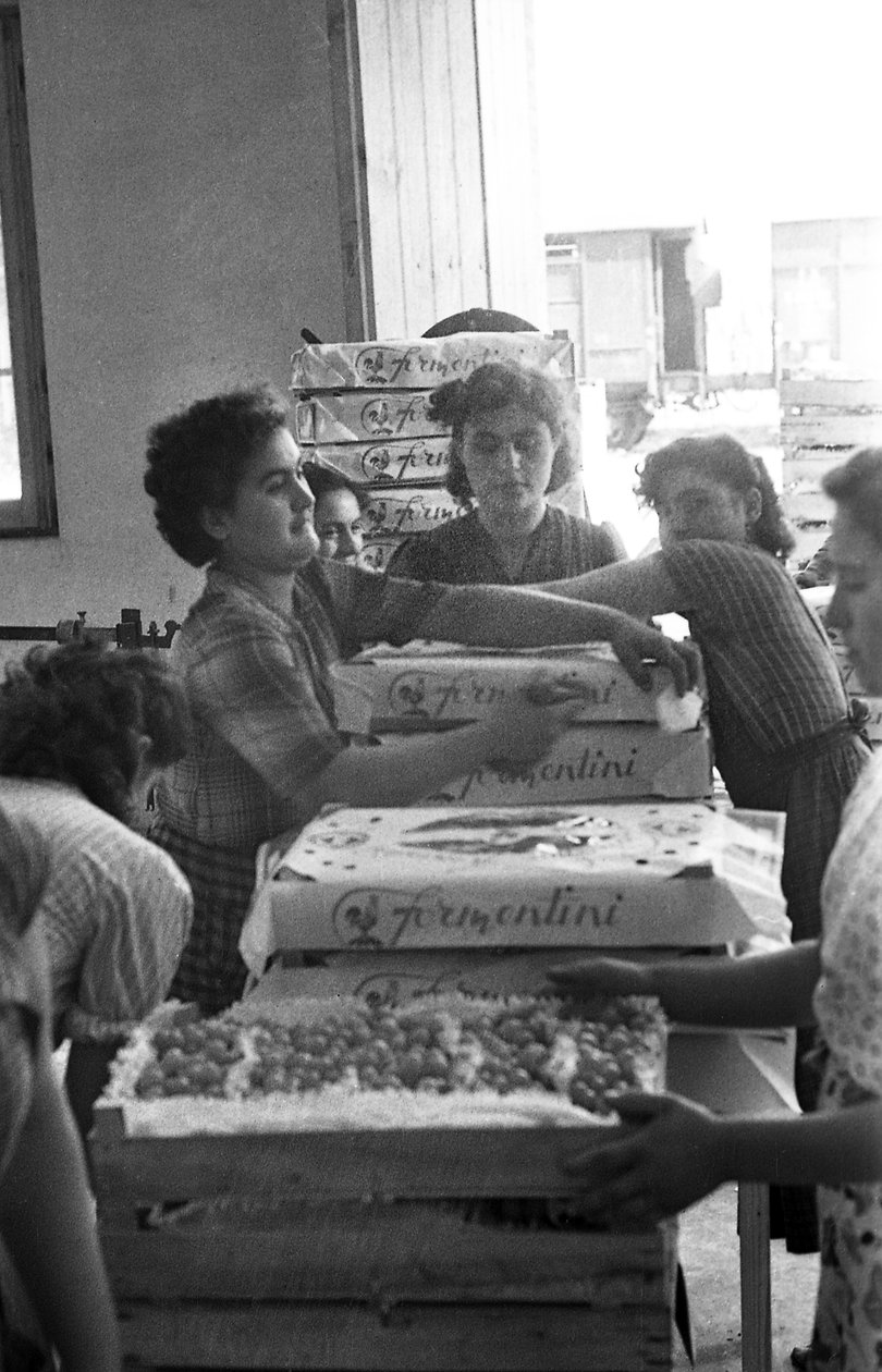 Bittere Trauben - Markenverpackung von Ando Gilardi