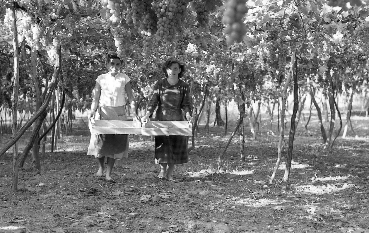 Bittere Trauben - Die Erntehelfer von Ando Gilardi