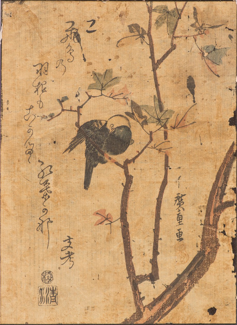 Studie eines schlafenden Vogels auf einem Ast von Ando or Utagawa Hiroshige