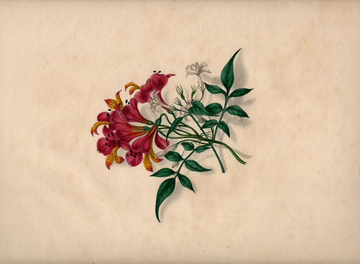 Lilien von André Limot