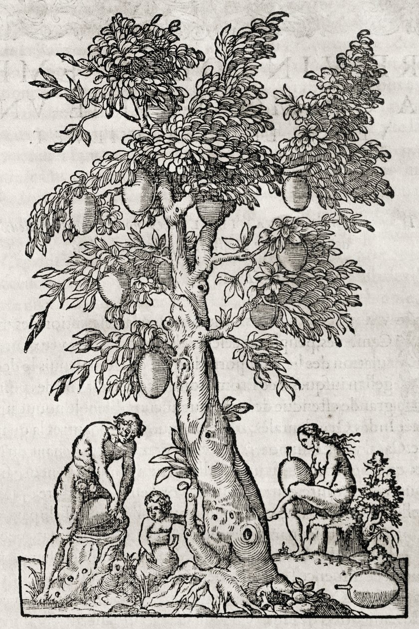 Brotfruchtbaum, Gravur von Andre Thevet von Andre Thevet