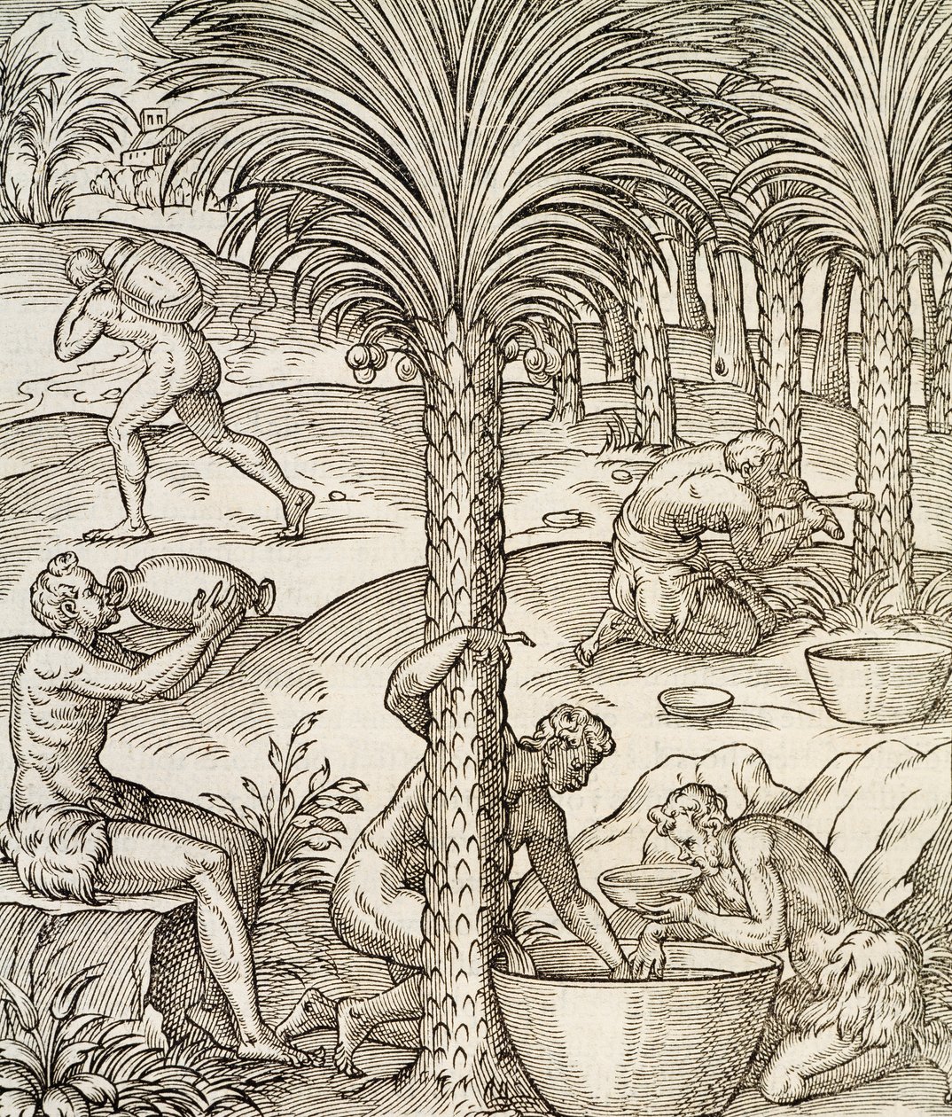 Einwohner von Kap Verde stellen Getränke aus Palmen her, Gravur aus der Universal Cosmology, von Andre Thevet von Andre Thevet