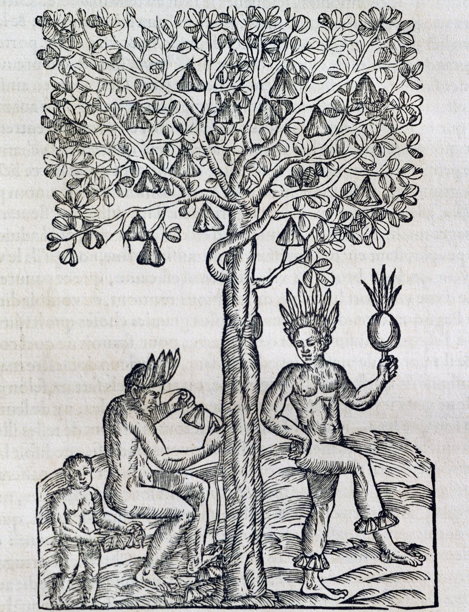 Nana-Frucht, tropische Heilpflanze, Gravur aus Universal Cosmology, von Andre Thevet, Paris von Andre Thevet