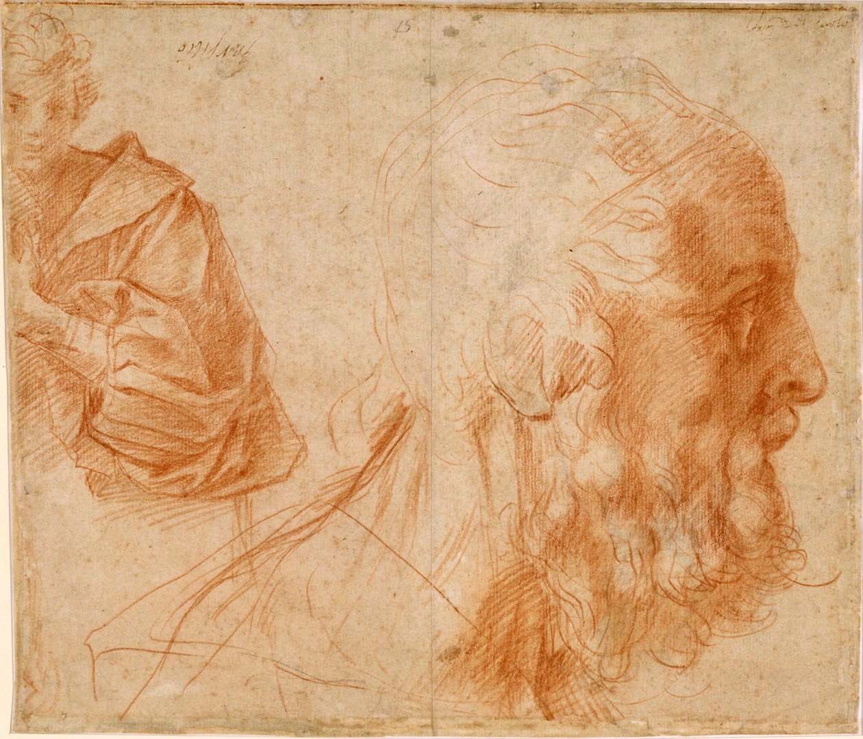 Junger Mann und Kopf eines alten Mannes (Homer?) von Andrea del Sarto