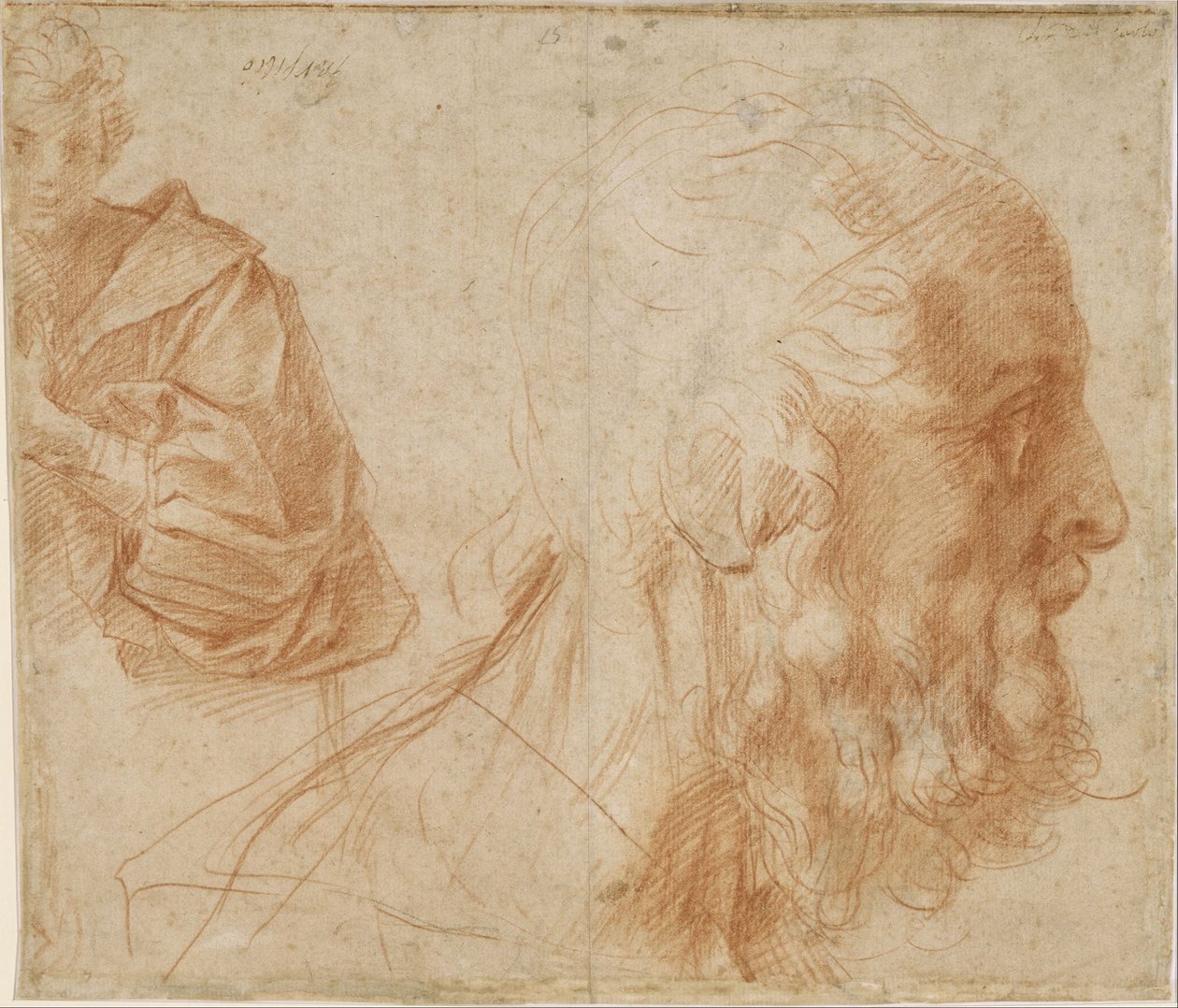 Blatt mit Studien eines Jugendlichen und dem Kopf eines alten Mannes, der nach rechts schaut (Homer?) von Andrea del Sarto