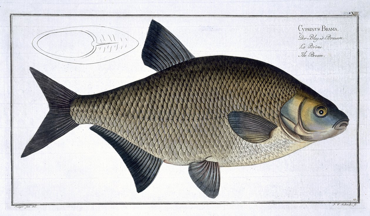 Brachse (Cyprinus Brama) Tafel XIII aus 