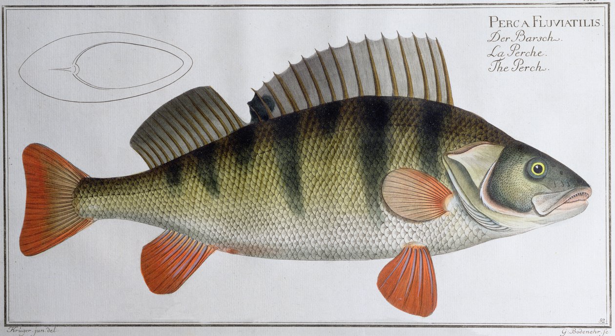 Barsch: veröffentlicht von Black, ca. 1790 von Andreas Ludwig Kruger