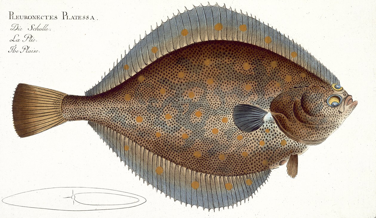 Scholle (Pleuronectes Platessa) Tafel XLII aus 