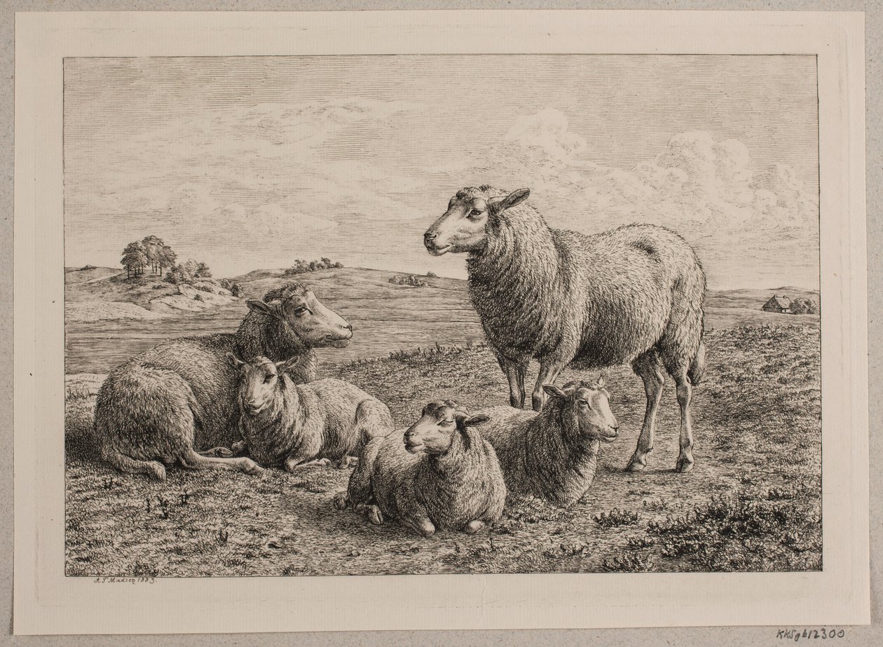 Schafe und Lämmer auf der Weide von Andreas Peter Madsen