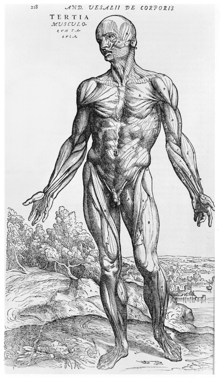 Anatomische Studie, Illustration aus 