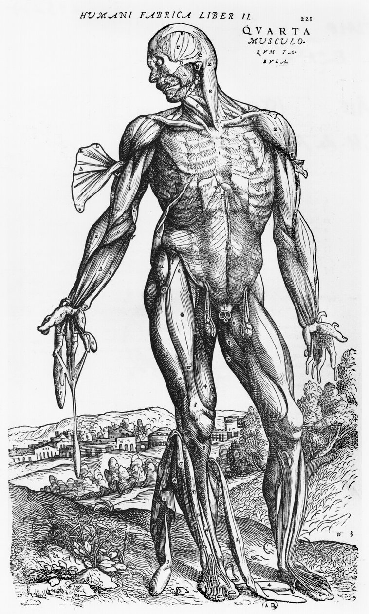 Anatomische Studie, Illustration aus 