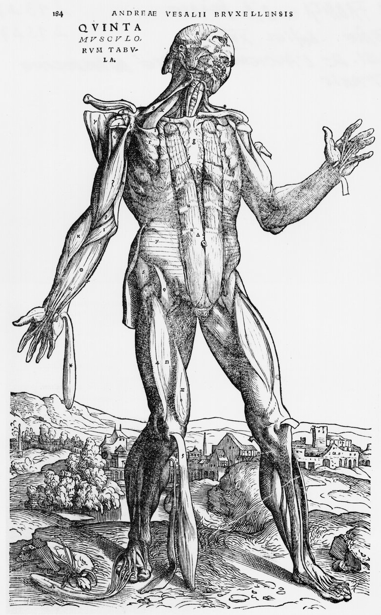 Anatomische Studie, Illustration aus 