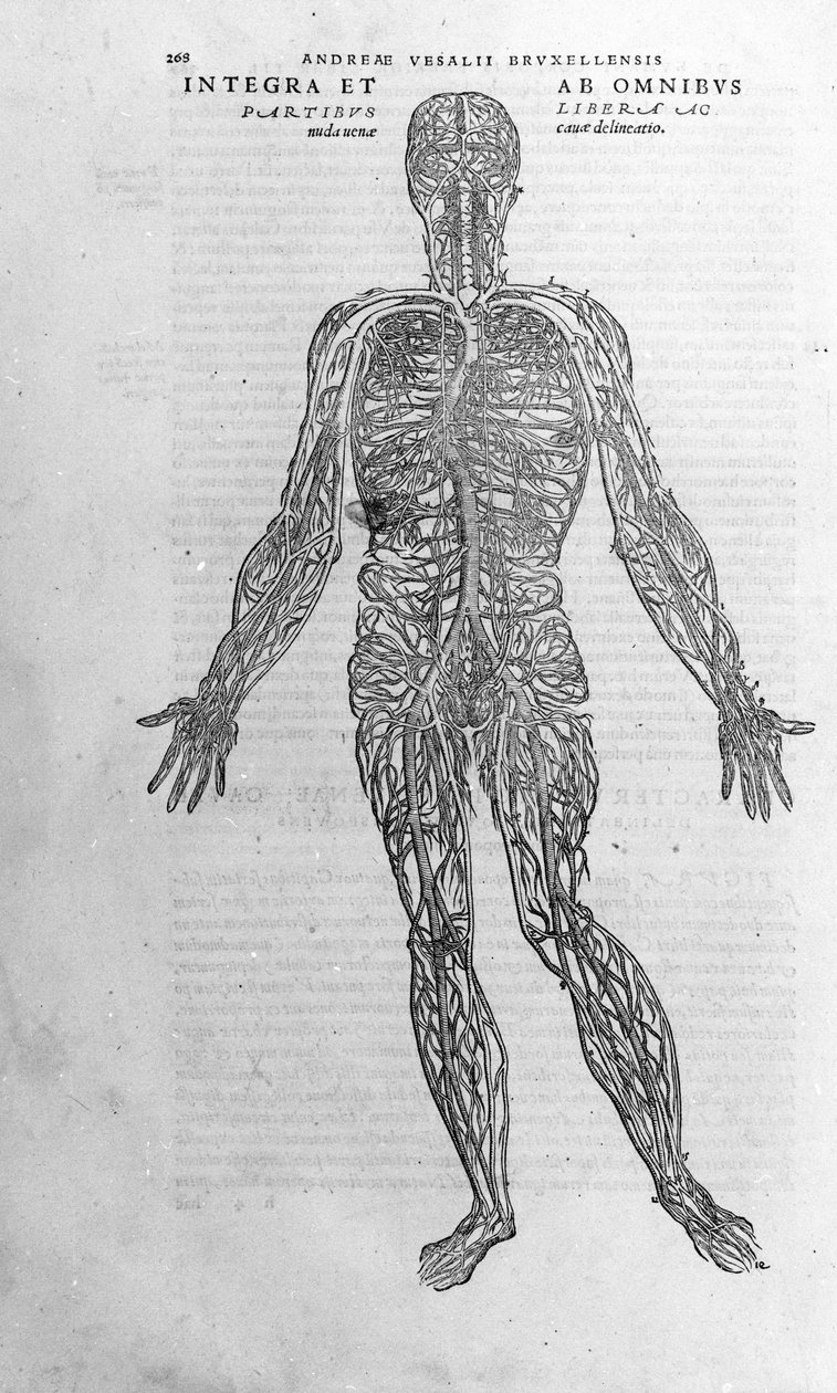 Andrea Vesalio (1514 - 1564), Arzt von Karl V. „Humani corporis fabrica libri septem“, Basel 1543. von Andreas Vesalius