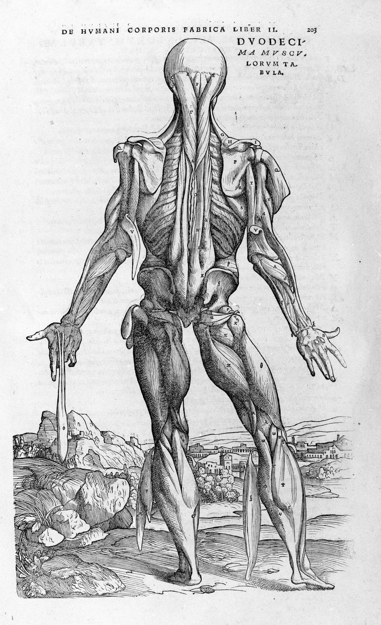 Andrea Vesalio (1514 - 1564), Arzt von Karl V. „Humani corporis fabrica libri septem“, Basel 1543. von Andreas Vesalius