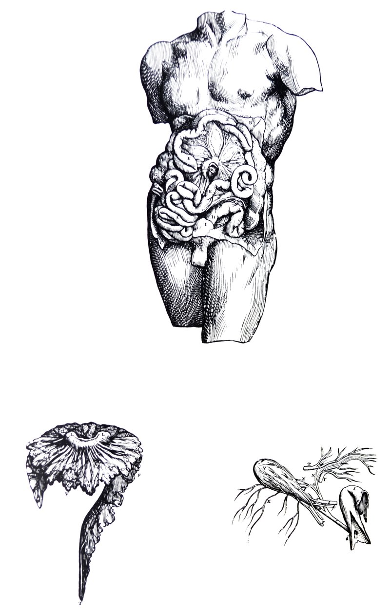 Die Tafeln aus dem fünften Buch der De Humani Corporis Fabrica von Andreas Vesalius