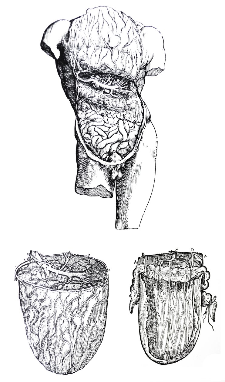 Die Platten aus dem fünften Buch der De Humani Corporis Fabrica von Andreas Vesalius