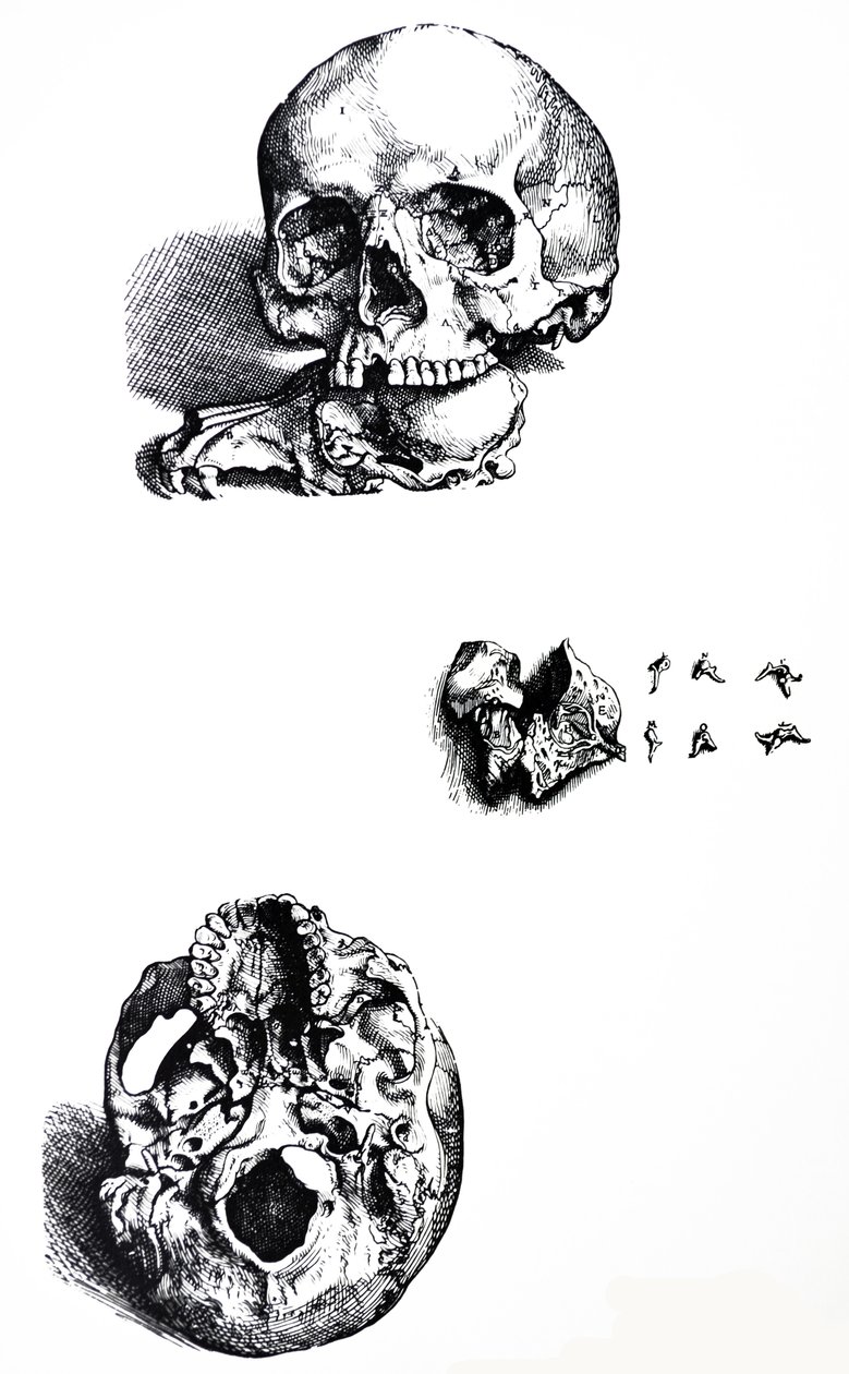 Die Platten aus dem ersten Buch der De Humani Corporis Fabrica von Andreas Vesalius