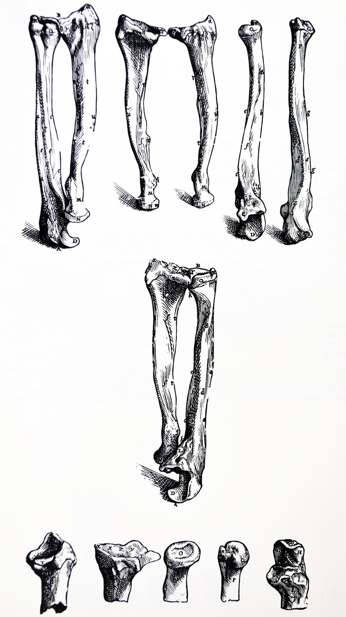 Die Tafeln aus dem ersten Buch der De Humani Corporis Fabrica von Andreas Vesalius