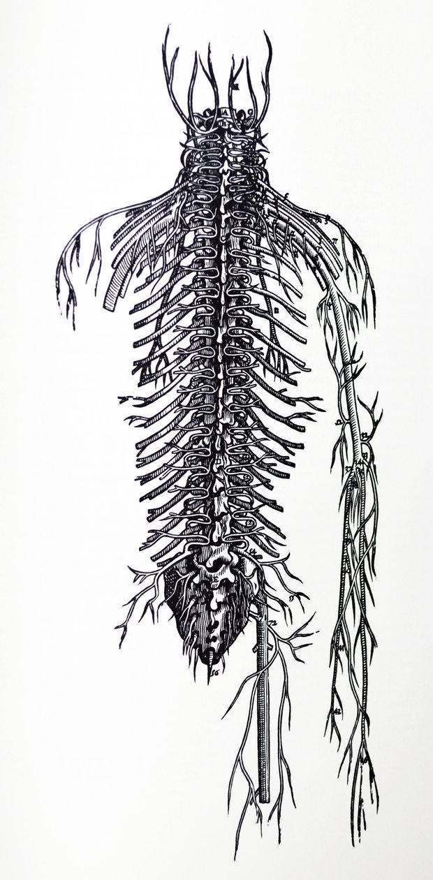 Die Tafeln aus dem vierten Buch der De Humani Corporis Fabrica von Andreas Vesalius