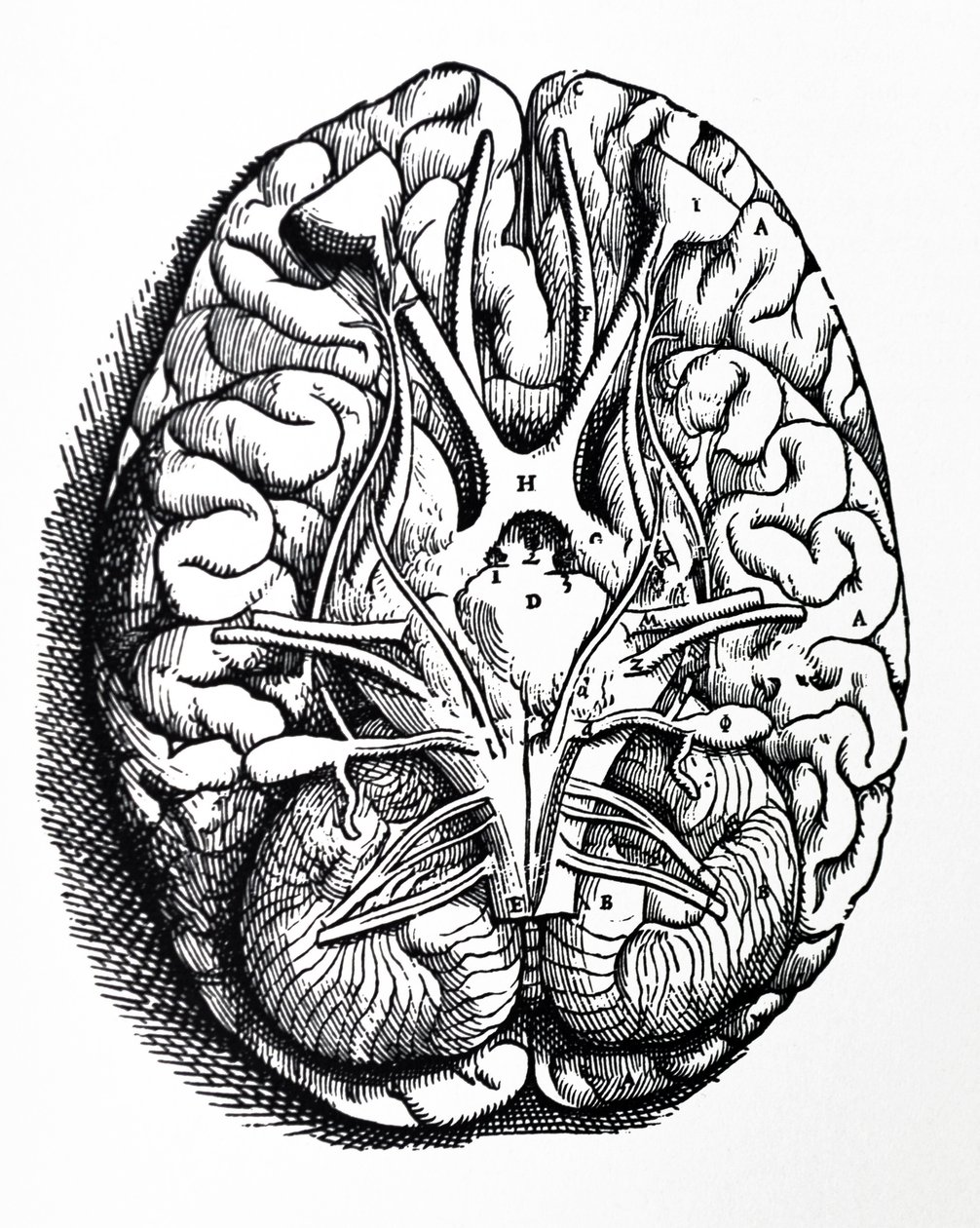Die Platten aus dem vierten Buch der De Humani Corporis Fabrica von Andreas Vesalius
