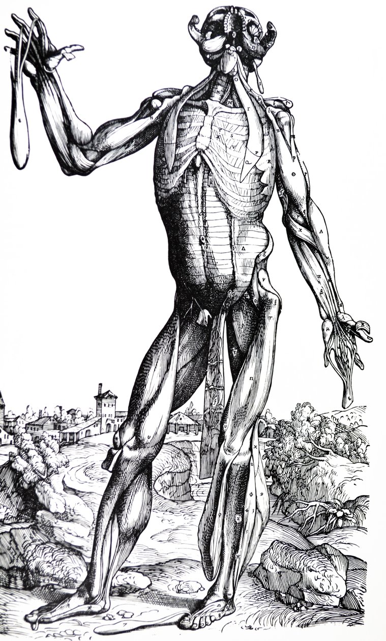 Die Platten aus dem zweiten Buch der De Humani Corporis Fabrica von Andreas Vesalius
