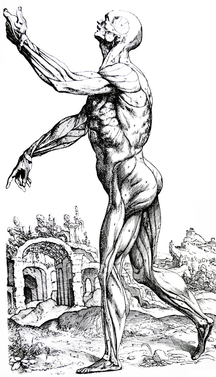 Die Platten aus dem zweiten Buch der De Humani Corporis Fabrica von Andreas Vesalius