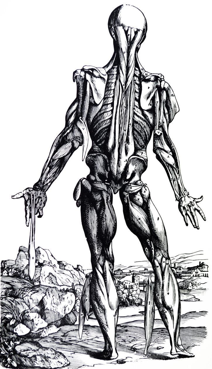 Die Platten aus dem zweiten Buch der De Humani Corporis Fabrica von Andreas Vesalius