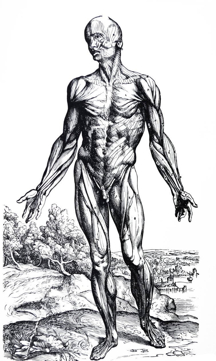 Die Tafeln aus dem zweiten Buch der De Humani Corporis Fabrica von Andreas Vesalius