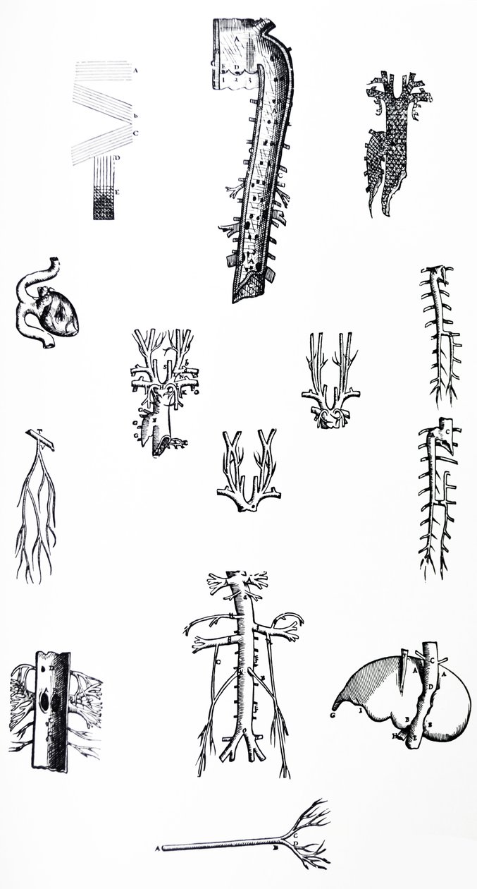 Die Platten aus dem dritten Buch der De Humani Corporis Fabrica von Andreas Vesalius