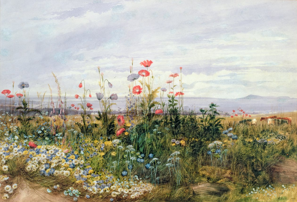Wildblumen mit Blick auf Dublin Dunleary von Andrew Nicholl