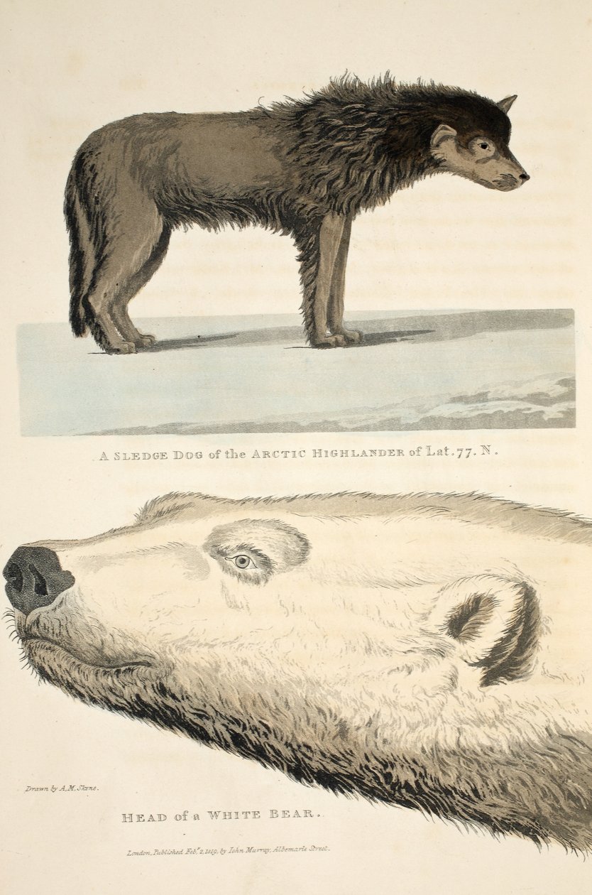 Ein Schlittenhund des arktischen Hochländers und der Kopf eines weißen Bären, Illustration aus 