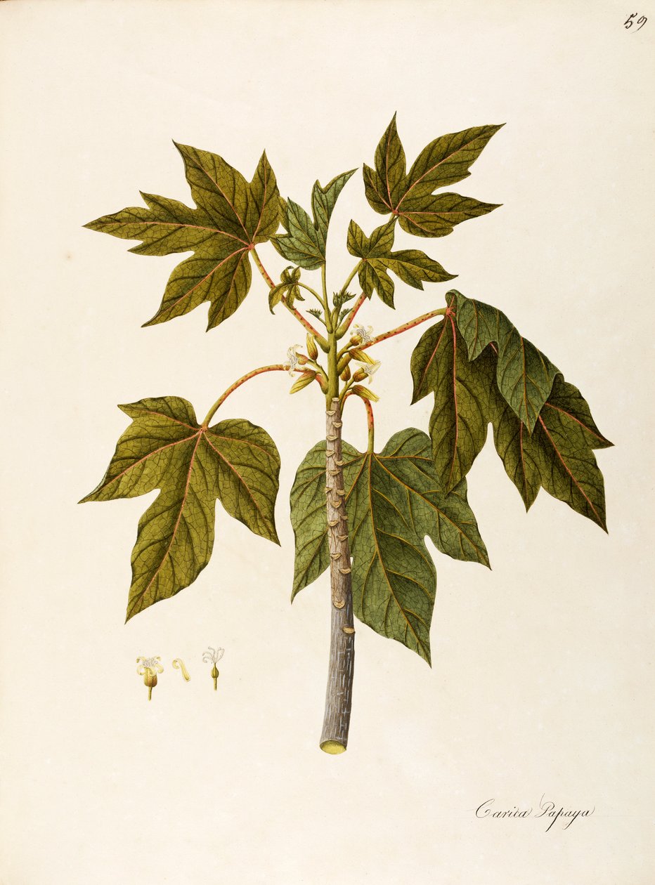 Papaya (Carica papaya), Caricaceae, Warmhausbaum mit beständigen Blättern, kultiviert wegen seiner Früchte, heimisch in tropischem Amerika von Angela Rossi Bottione