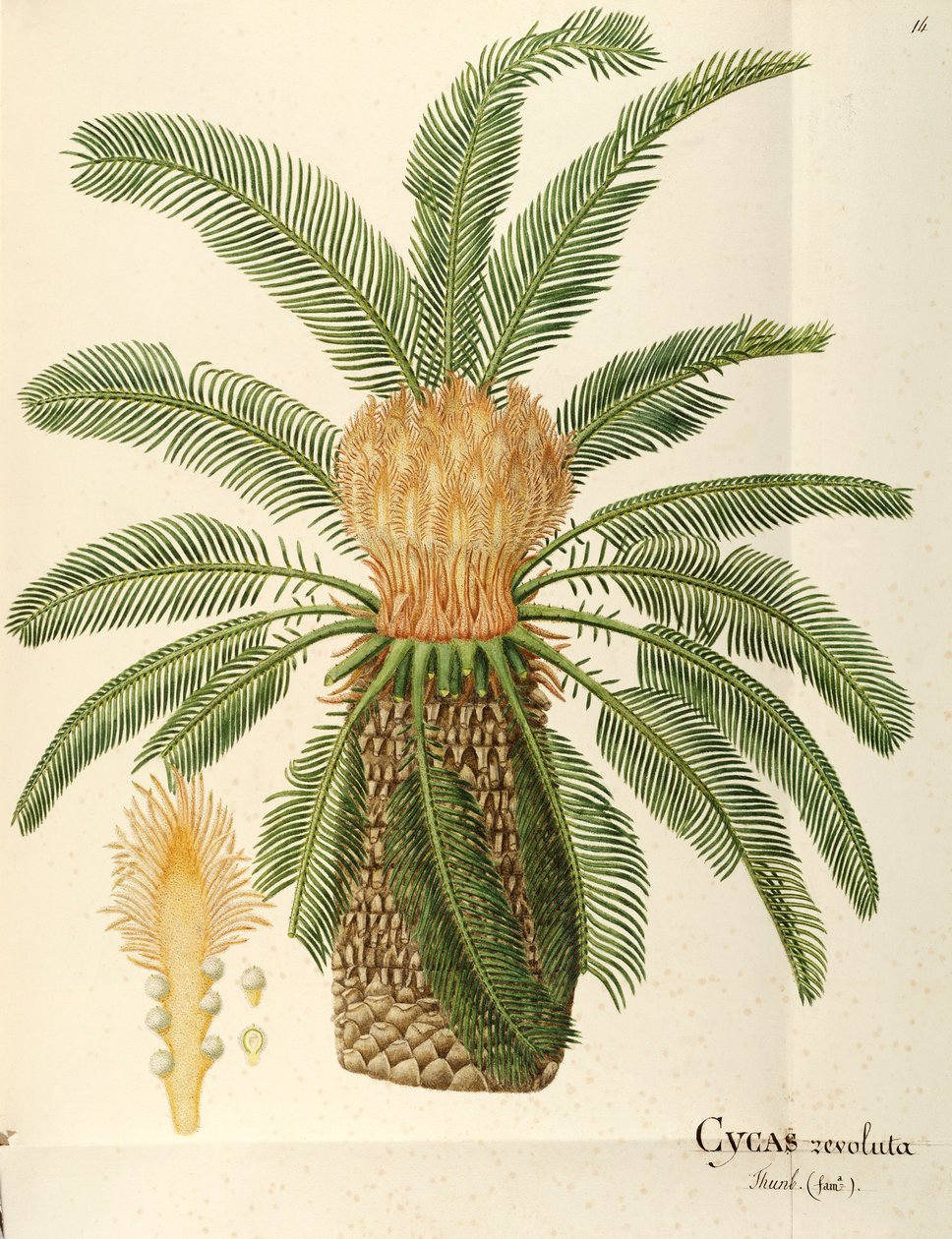 Sagopalme (Cycas revoluta Thunb), Cycadaceae von Angela Rossi Bottione von Angela Rossi Bottione