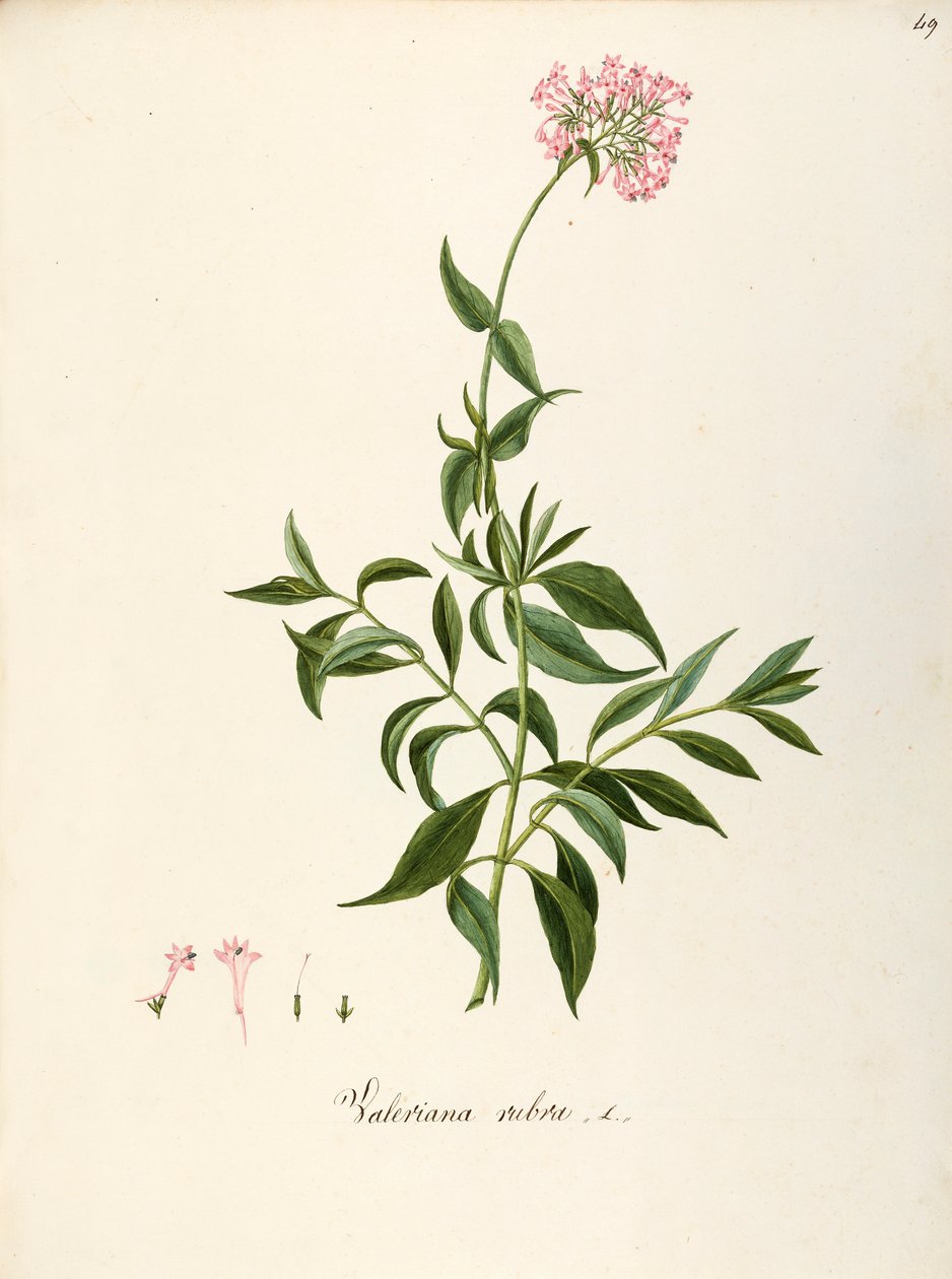 Rote Spornblume (Centranthus ruber), Staude für Blumenbeete oder Steingärten, spontan in Italien, von Angela Rossi Bottione und Mitarbeitern, Aquarell von Angela Rossi Bottione