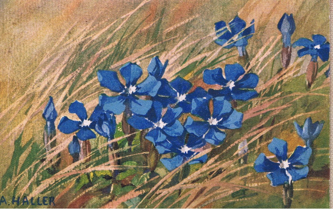 Blaue Baldrian, Postkarte, 1940er Jahre von Anna Haller
