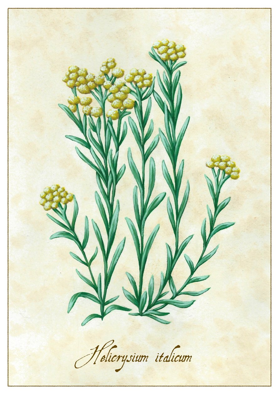Helicrysium italicum von Annalisa Morrocco
