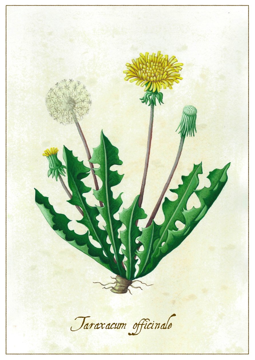 Taraxacum officinale von Annalisa Morrocco