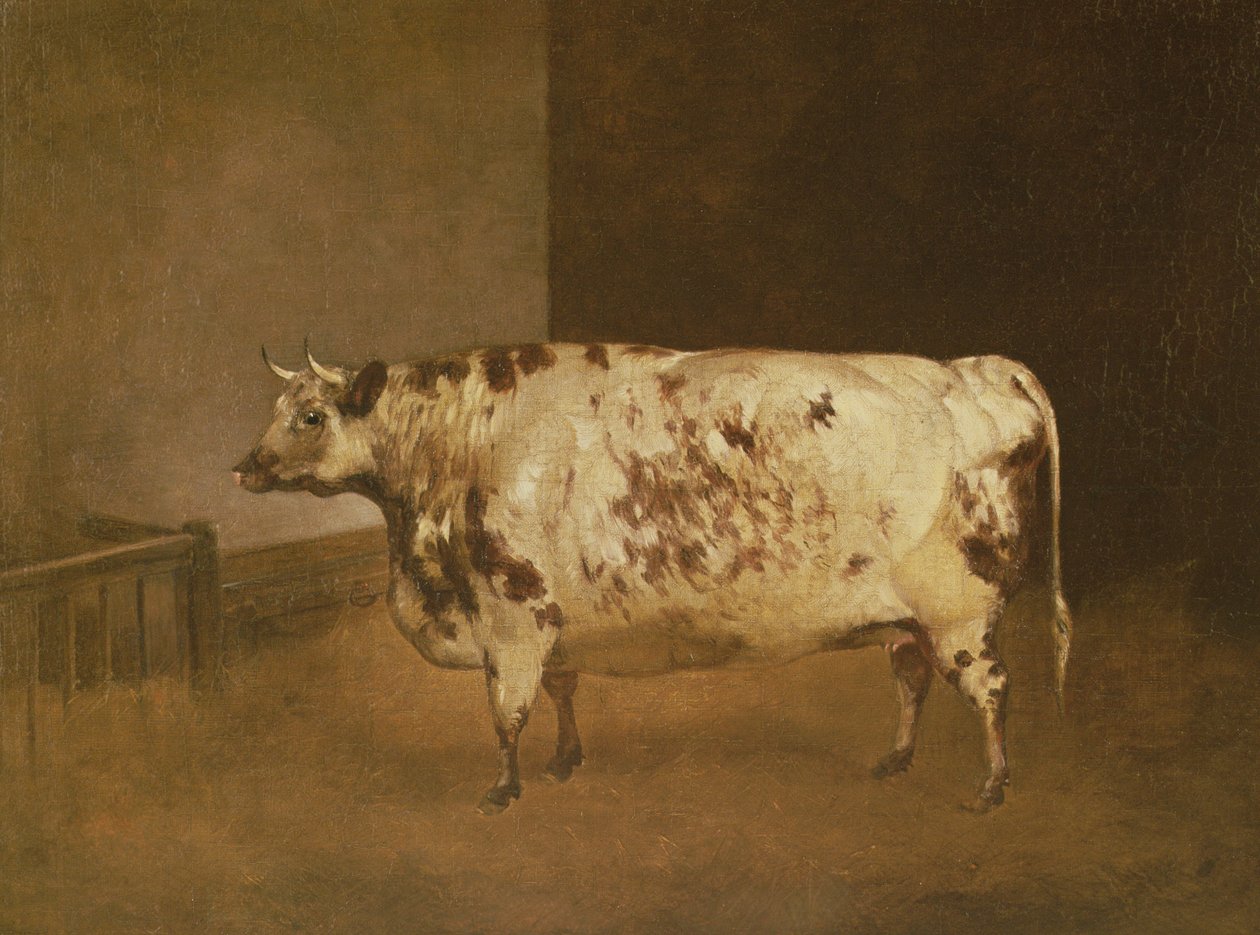 Shorthorn-Kuh, ca. 1850 von Unbekannt Unbekannt