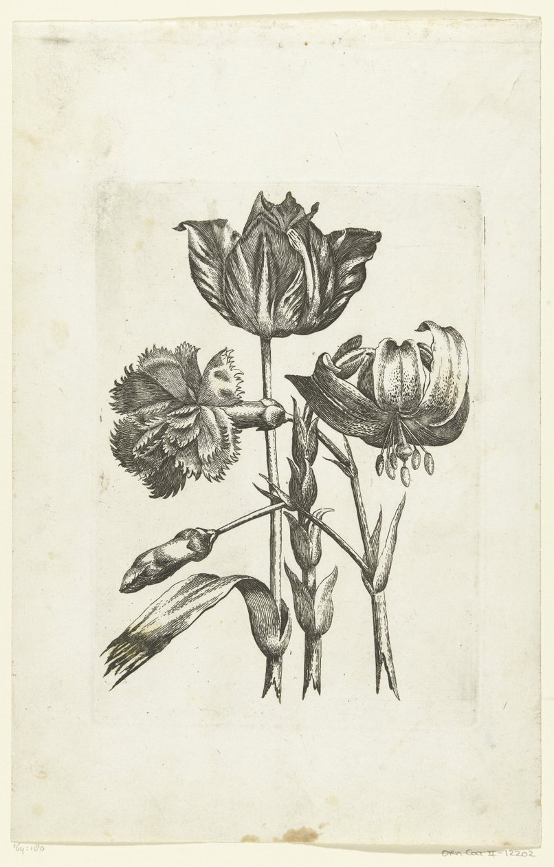 Nelke, Tulpe und Lilie von Anonymous