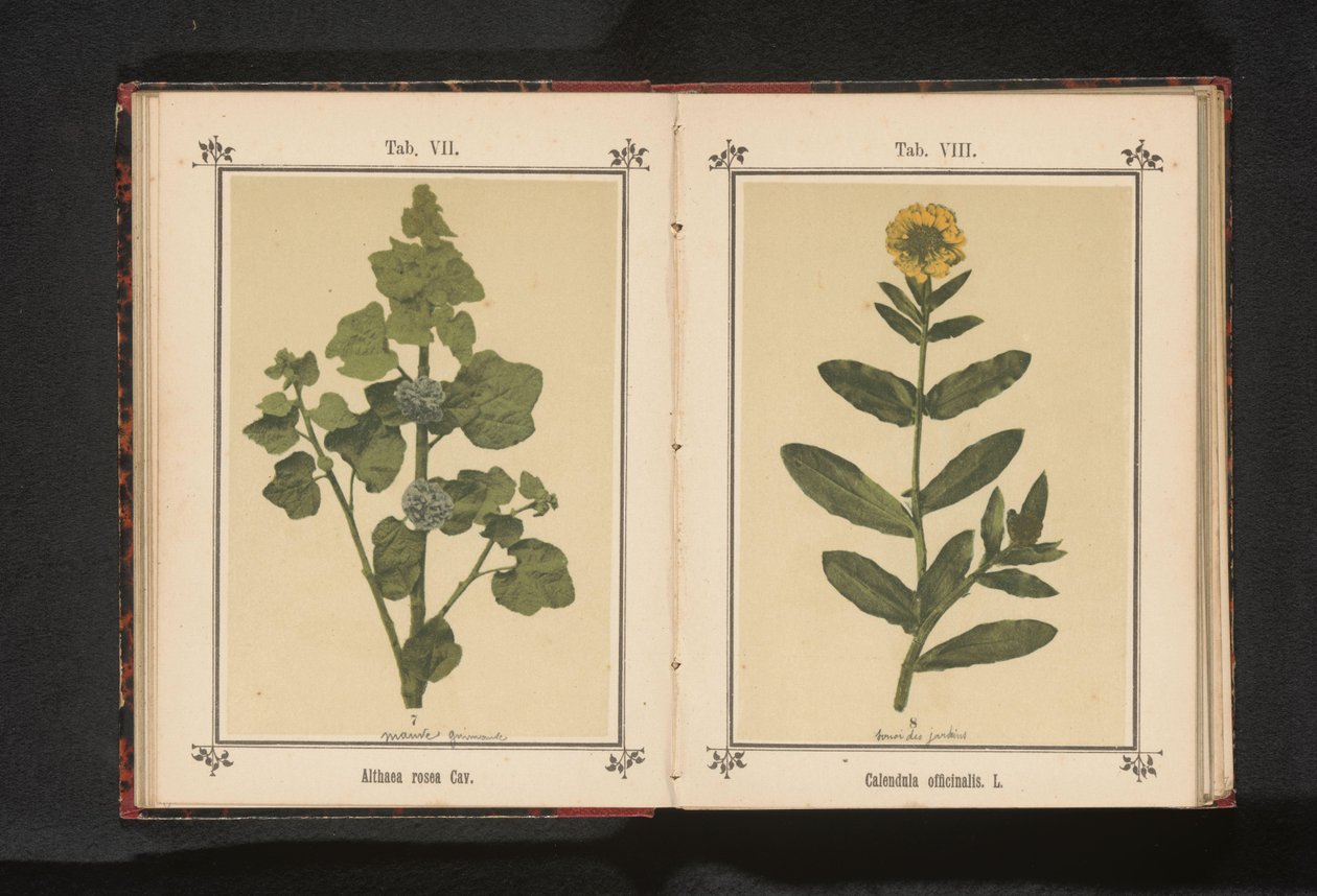 Ringelblume von Anonymous